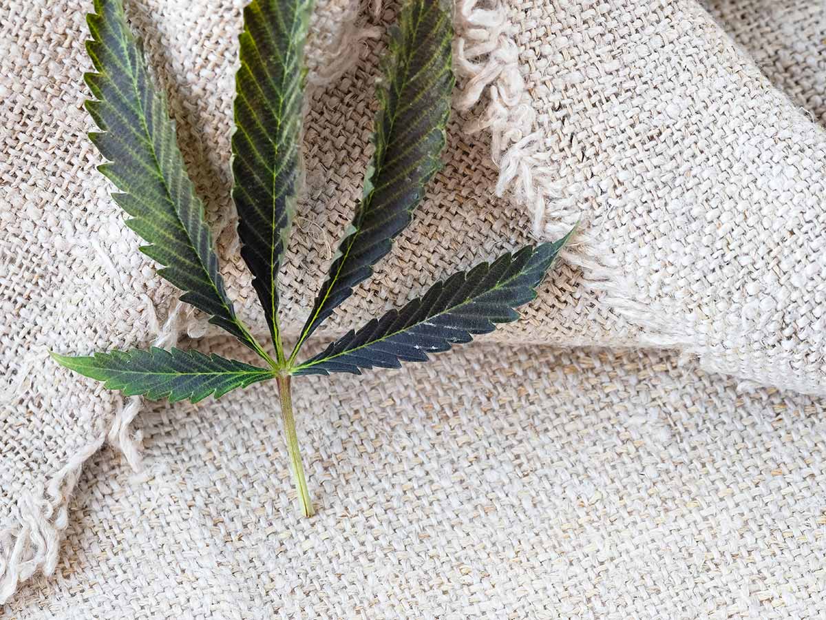 hemp industries fibre pure fabric