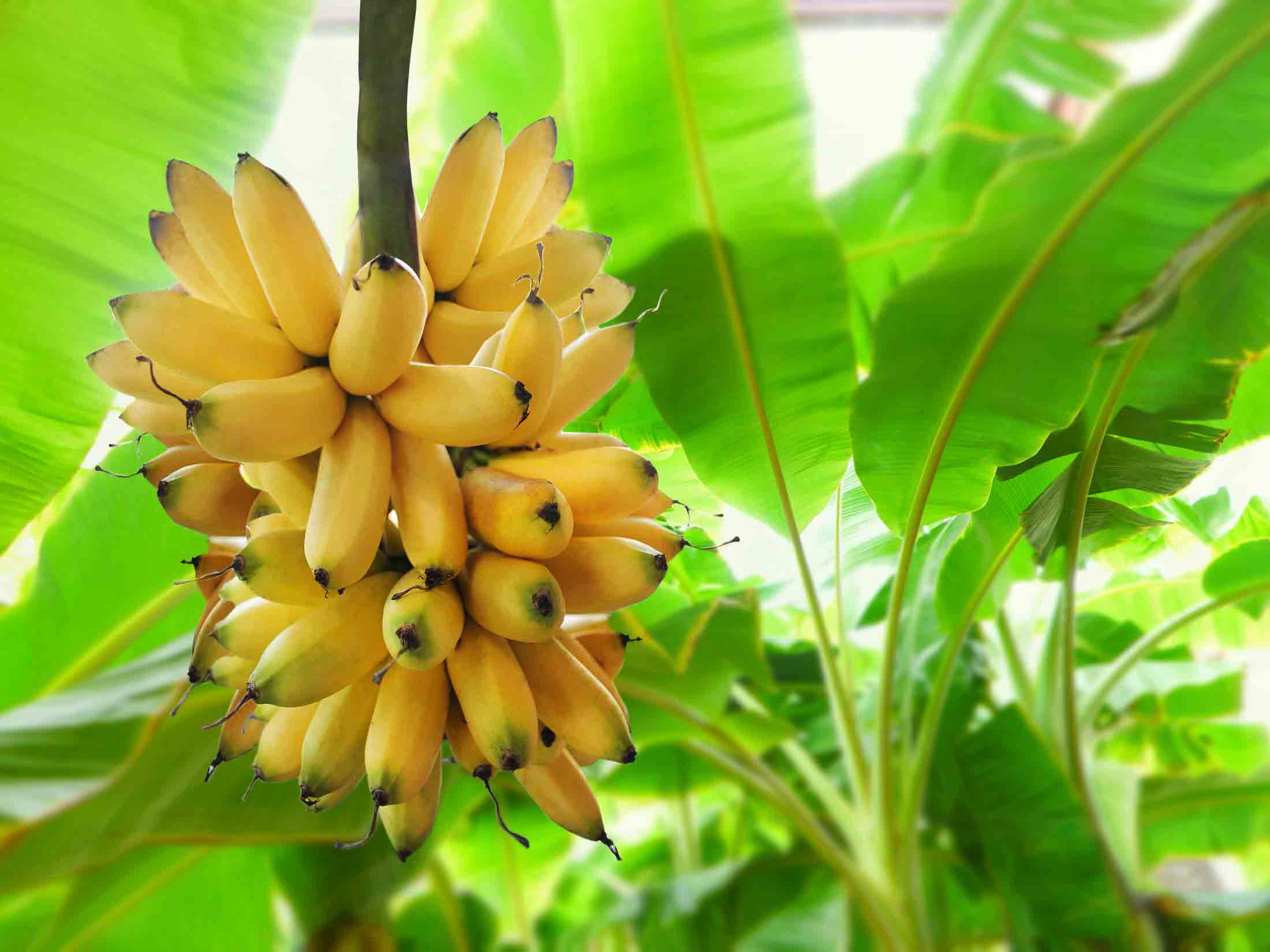 YUJ Labs banana fibres