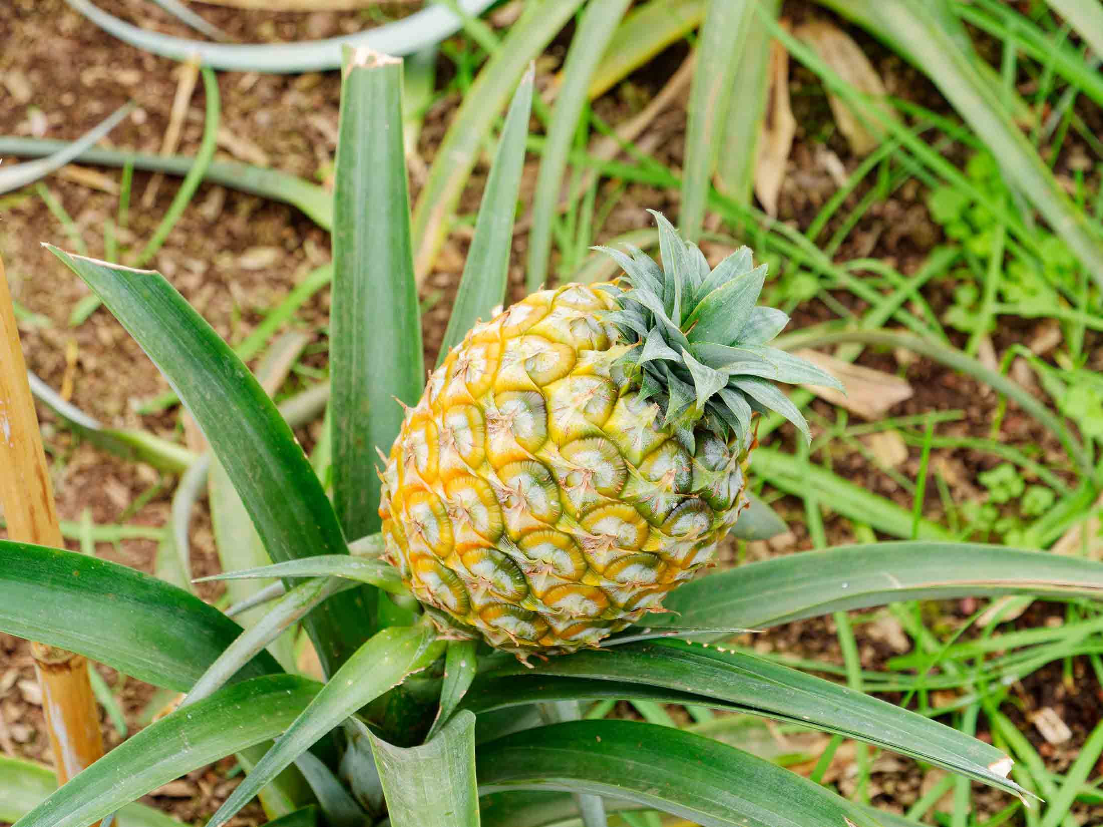 pineapple fibres